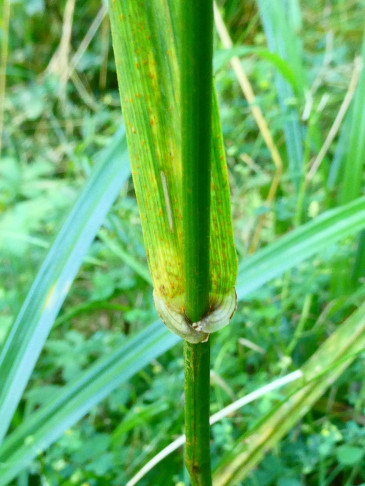 08.08.2026, unteres Wynental (Bestimmungshilfe)