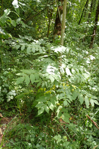 Eine von zahlreichen Jungpflanzen. Noville (VD), 03.08.2026