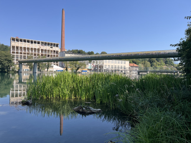 Wasserpflanzen in der Aare bei Luterbach (SO), 14.08.2026