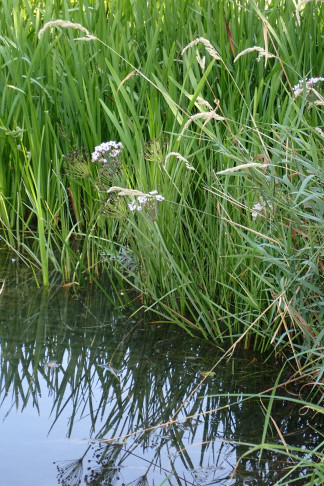 ... rechts am Rand die Schwanenblume (Butomus umbellatus). Luterbach (SO), 14.08.2026