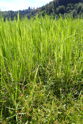 Reisfeld mit Cyperus fuscus, Ammannia cf. coccinea und anderen Arten. Radelfingen b. Aarberg (BE), 18.08.2026