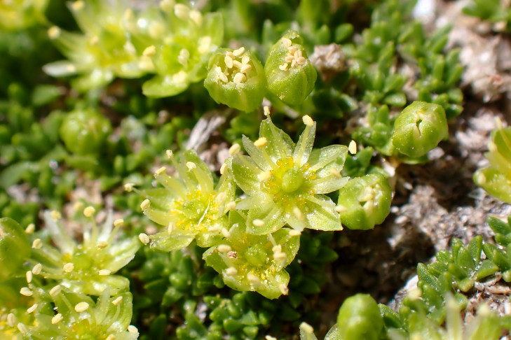Zwerg-Miere, Polster-Miere (Minuartia sedoides). Gornergrat (VS), 08.07.2026