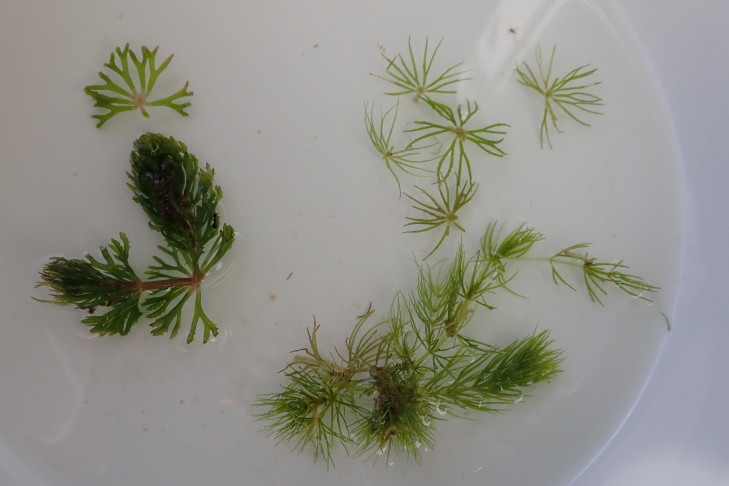 Ein und dasselbe: Raues Hornblatt (Ceratophyllum demersum). Biel (BE), 10.10.2026