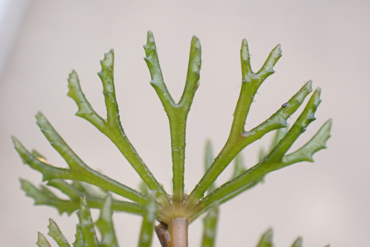 Typisch für Ceratophyllum demersum: Blätter 1–2-fach gabelig verzweigt. Biel (BE), 10.10.2026
