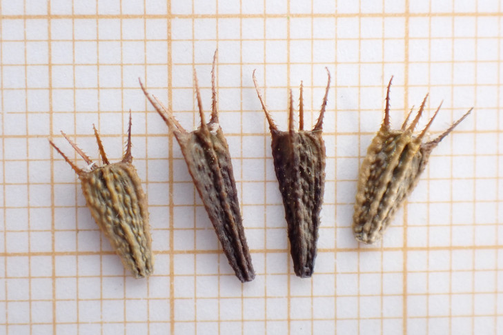 Reife Früchte des Verwachsenblättrigen Zweizahns (Bidens connata): Randliche Früchte heller und breiter; mittlere Früchte dunkler und länger. Biel (BE), 07.10.2026