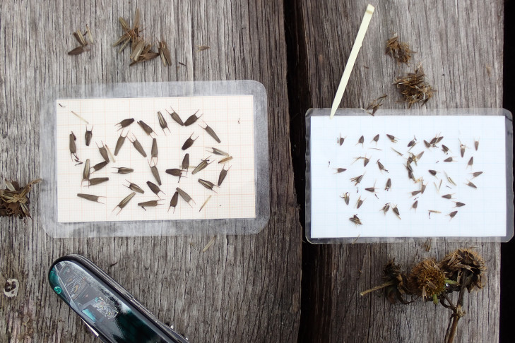 Auslegeordnung: Reife Früchte des Dreiteiligen Zweizahns (Bidens tripartita) links und des Strahlenden Zweizahns (Bidens radiata) rechts. Lac de Joux (VD), 26.10.2026