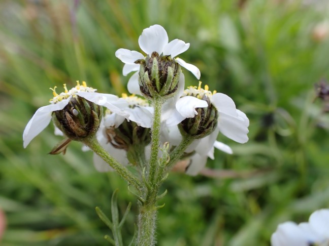 Achillea cf. atrata. Bachalpsee (BE), 11.7.2022