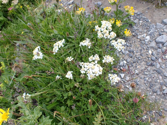 Achillea cf. atrata. Bachalpsee (BE), 11.7.2022