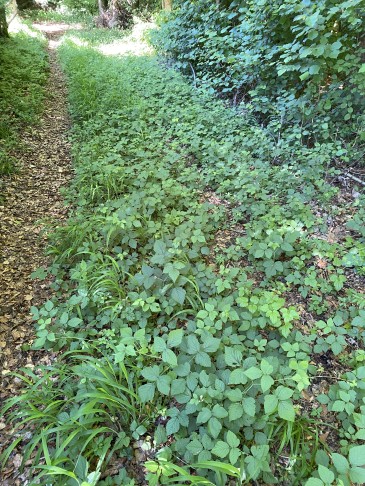 Typischer Rubus-caesius-Saum an einem Waldrand