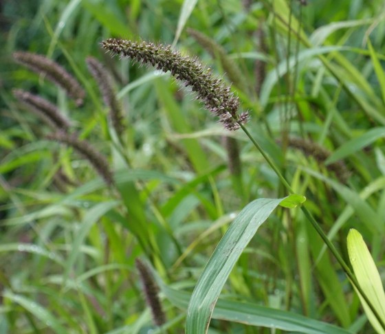 Habitus der Ährenrispen (1/3)