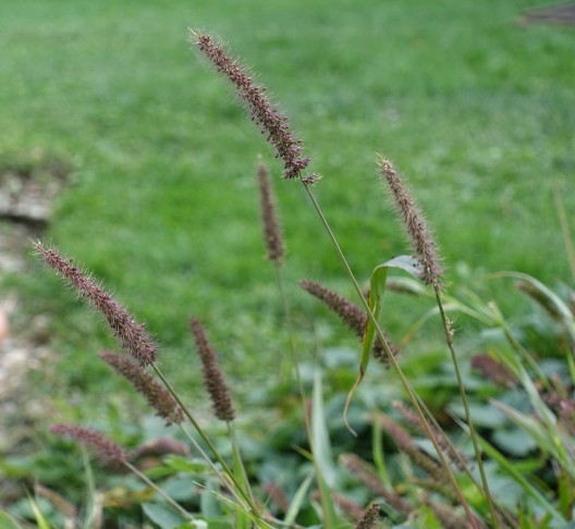 Habitus der Ährenrispen (2/3)