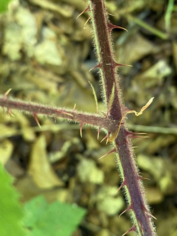 Schössling, Nebenblätter und Blattstiel eines 3blättrigen Exemplars aus dem R. fruticosus gross-Aggregat (inkl. R.    corylifolius aggr.) zum Vergleich.