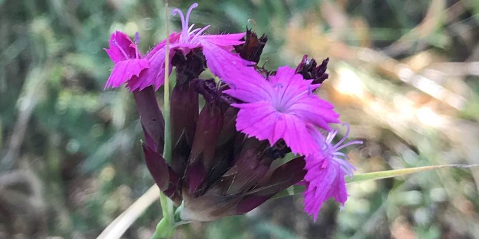 Dianthus giganteus