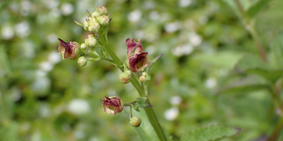 Scrophularia umbrosa