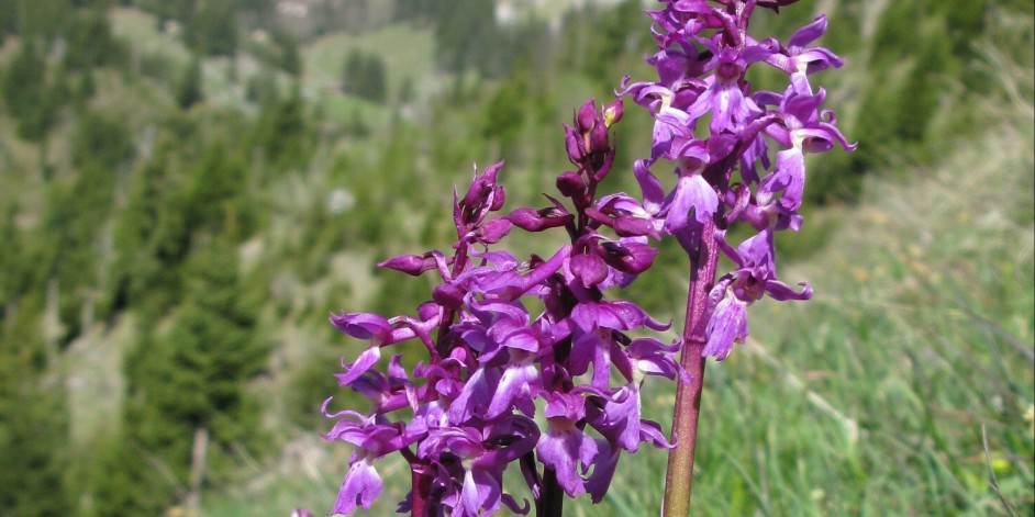 Orchis mascula