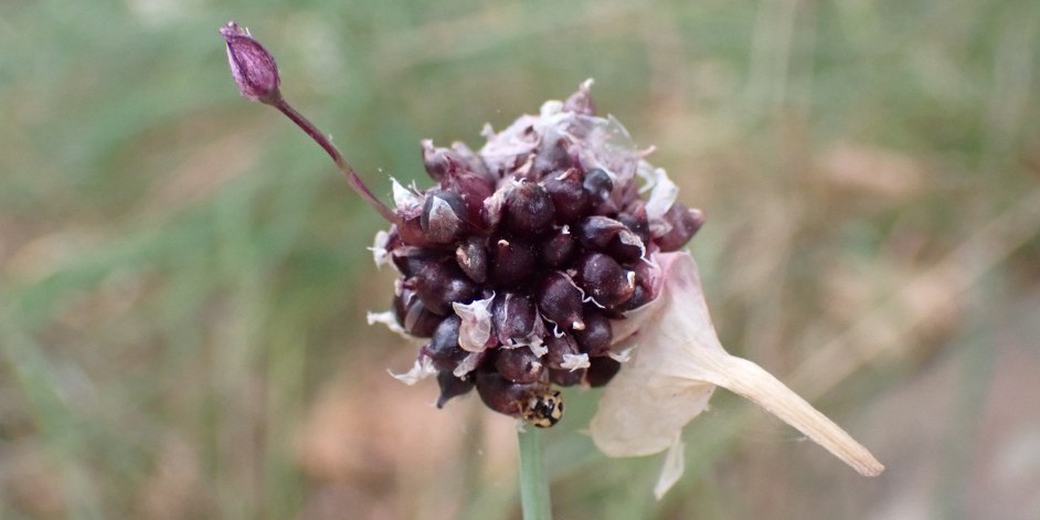 Allium scorodoprasum