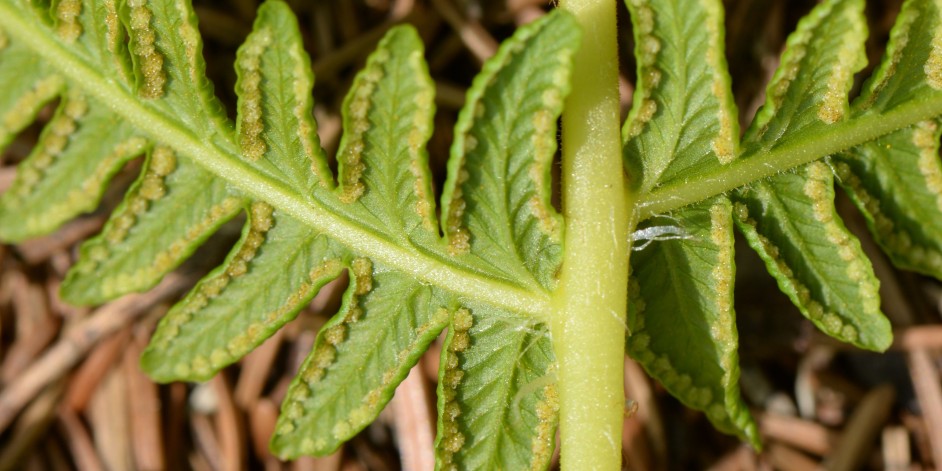 Oreopteris limbosperma