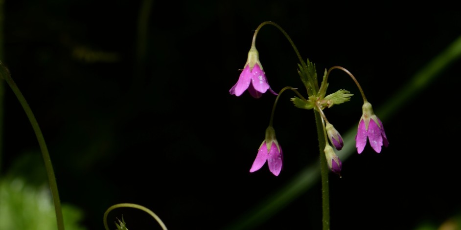 Cortusa matthioli