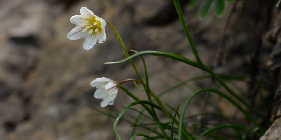 Lloydia serotina