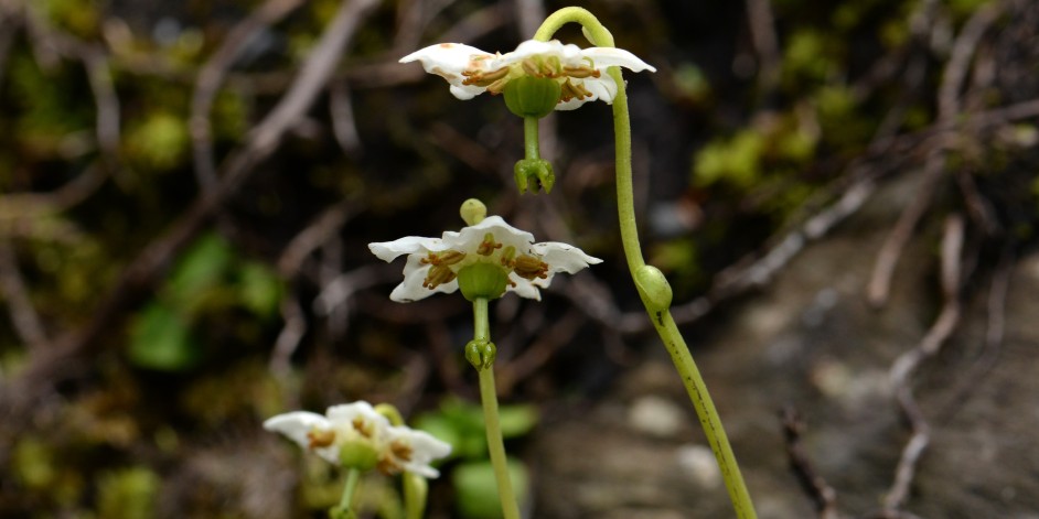 Moneses uniflora