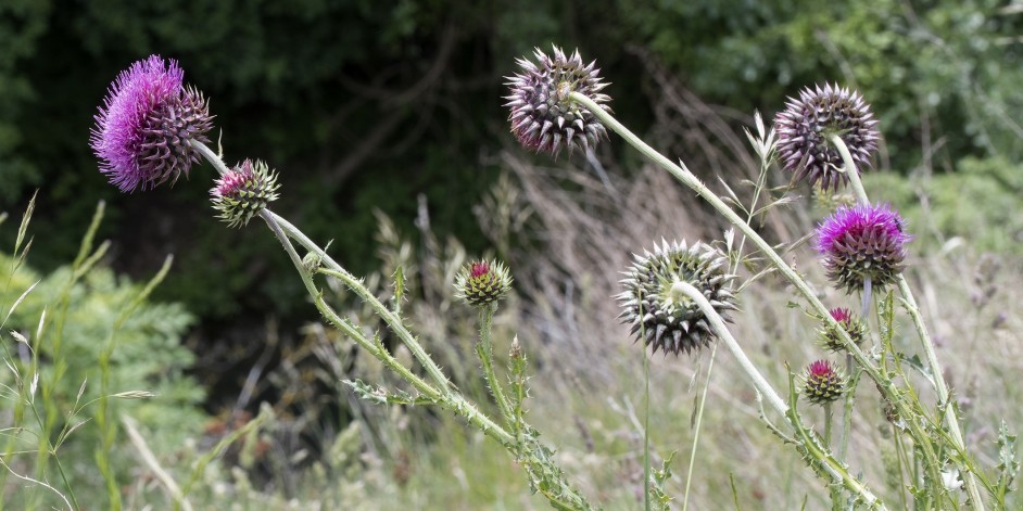 Carduus nutans