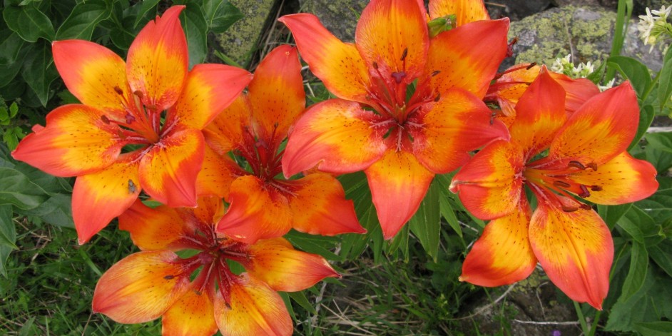 Lilium bulbiferum