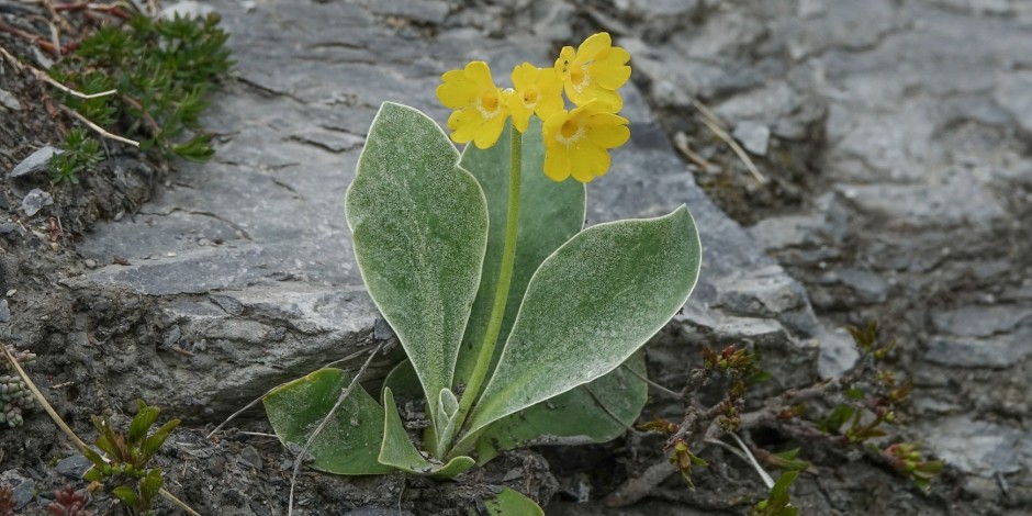 Primula auricula