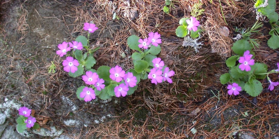 Primula hirsuta