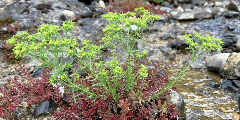 Euphorbia exigua