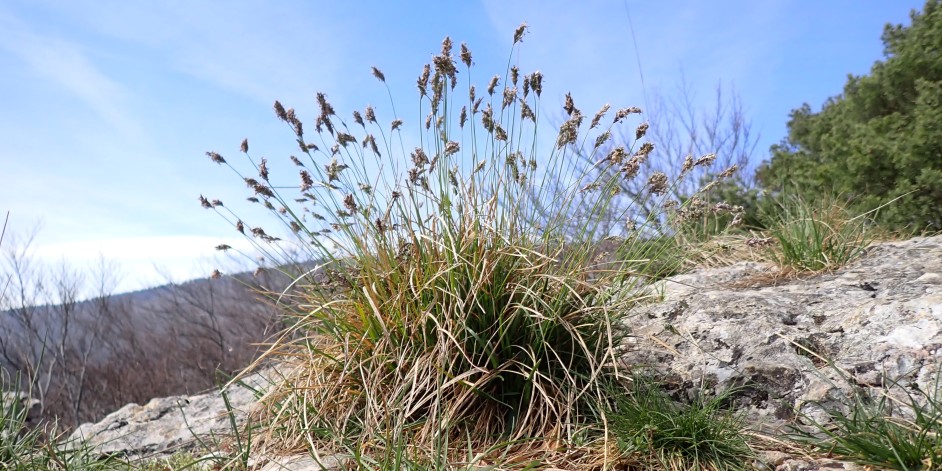 Sesleria caerulea