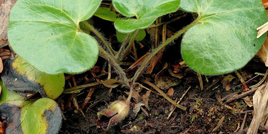 Asarum europaeum