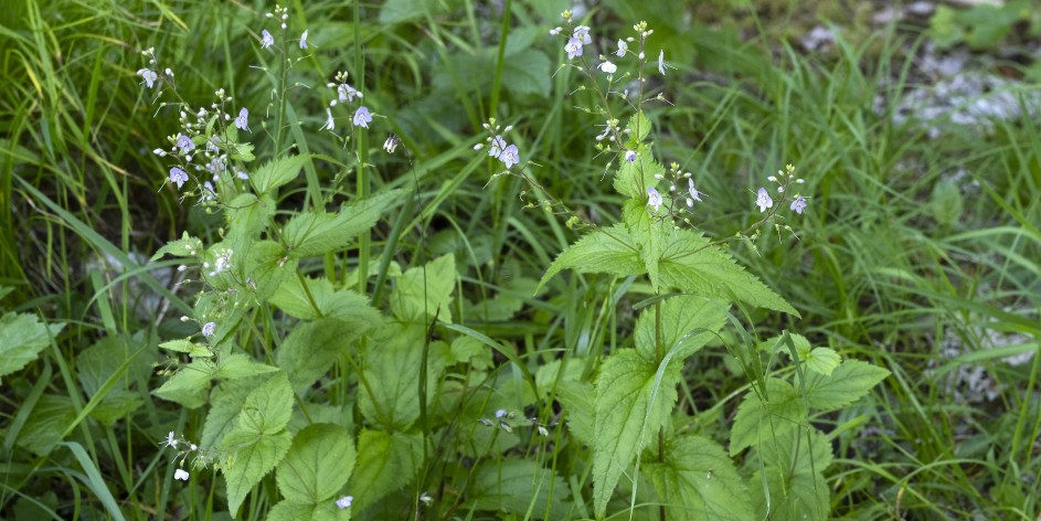 Veronica urticifolia