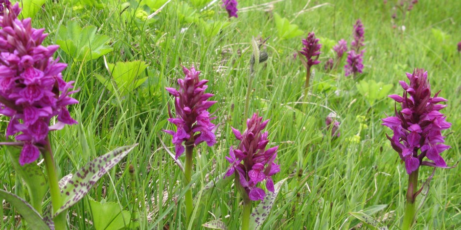 Dactylorhiza majalis