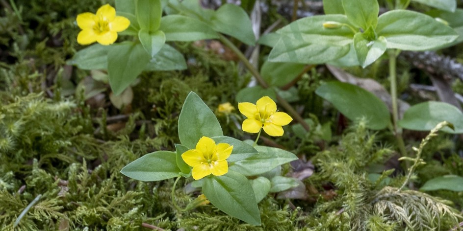 Lysimachia nemorum