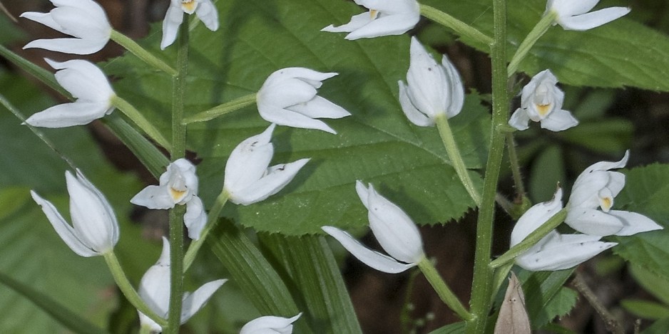 Cephalanthera longifolia