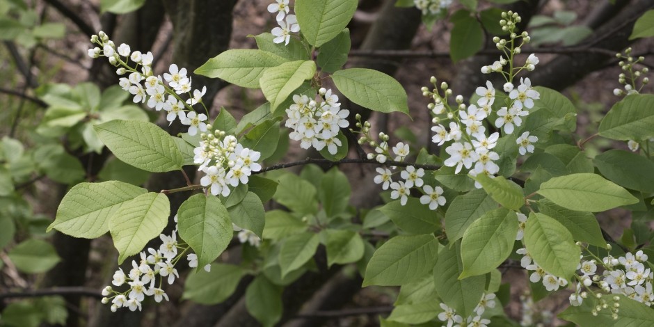 Prunus padus
