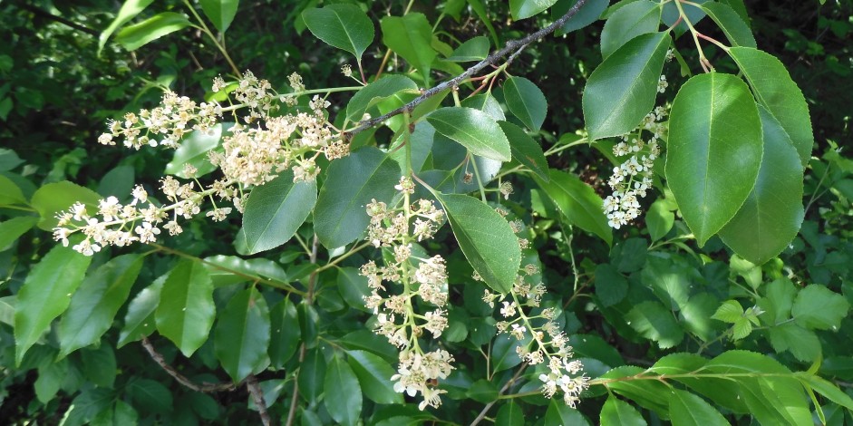 Prunus serotina