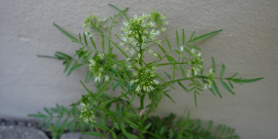 Cardamine impatiens
