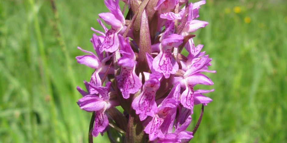 Dactylorhiza incarnata
