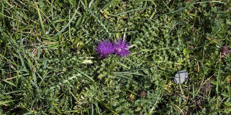 Cirsium acaule