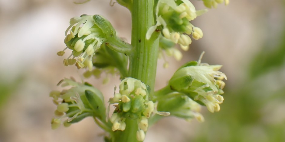 Reseda luteola