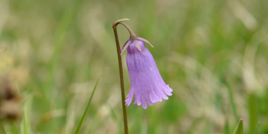 Soldanella pusilla