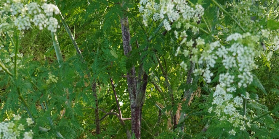 Conium maculatum
