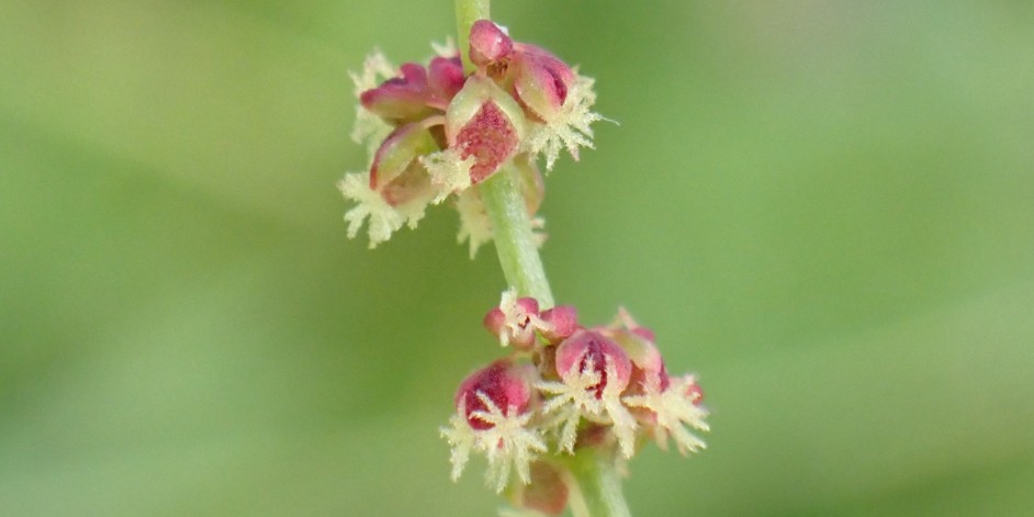 Rumex acetosella