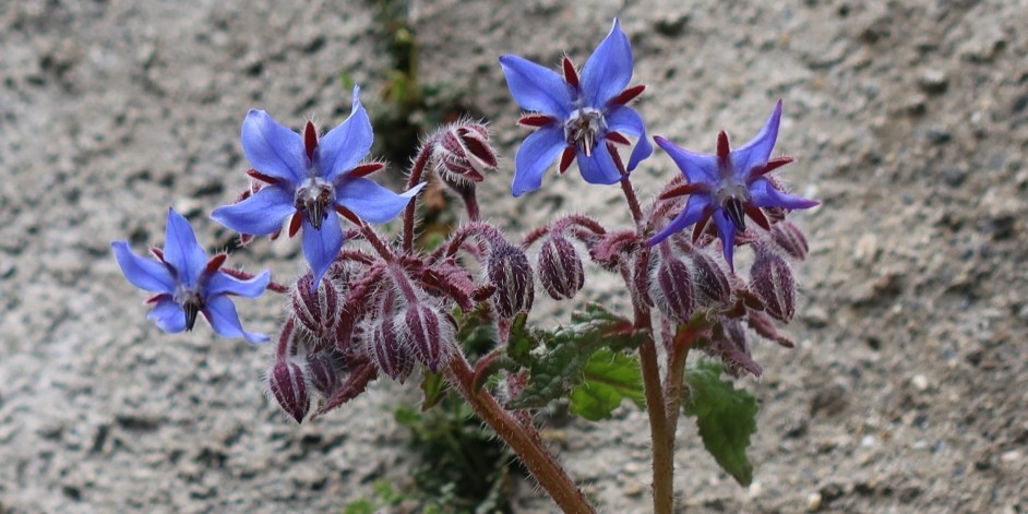 Borago officinalis