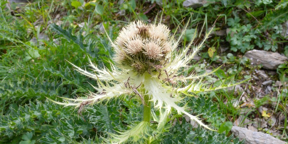 Cirsium spinosissimum