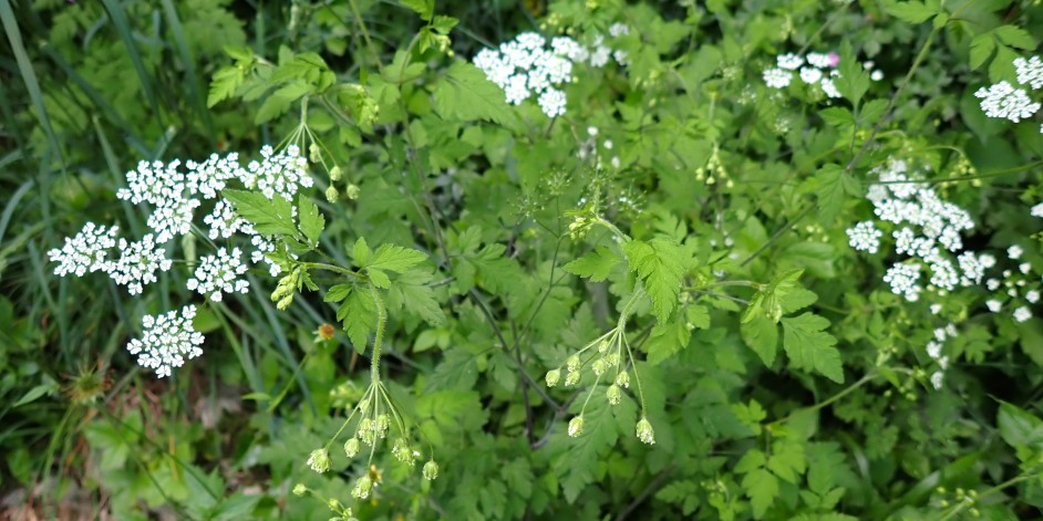 Chaerophyllum temulum