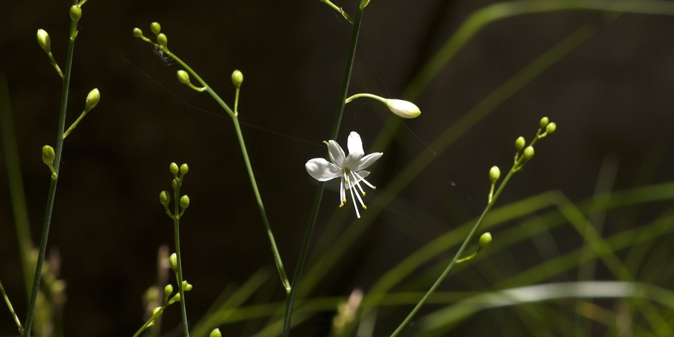 Anthericum ramosum