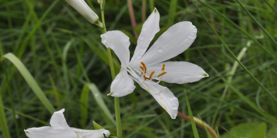 Paradisea liliastrum