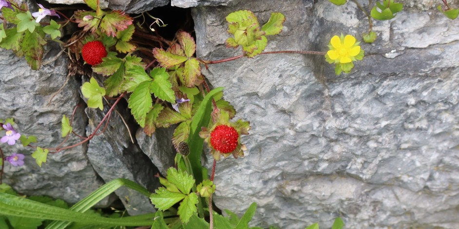 Duchesnea indica / Potentilla indica